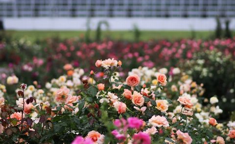 神代植物公園「秋のバラフェスタ」（出典ページの画像）